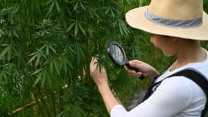 Elite cannabis dispensaries in Las Vegas