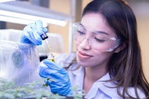 Marijuana strains in Las Vegas