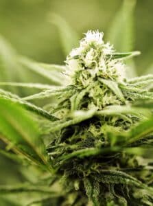 Top dispensaries in Las Vegas