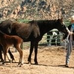 Horse Properties for Sale in Las Vegas