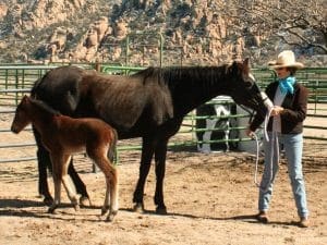 Horse Properties for Sale in Las Vegas