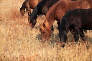 Horse Farms for Sale in Las Vegas