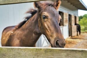 Livestock properties