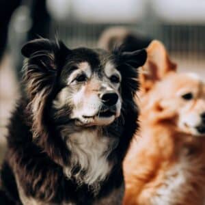 Best Dog Parks for All Breeds and Sizes in Las Vegas