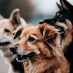 top rated dog parks in Las Vegas